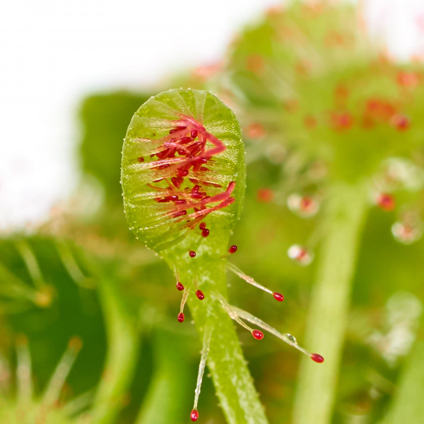 Drosera rotundifolia Nahaufnahme