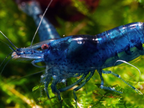 Neocaridina Premium Paket | 24 farbenfrohe Garnelen