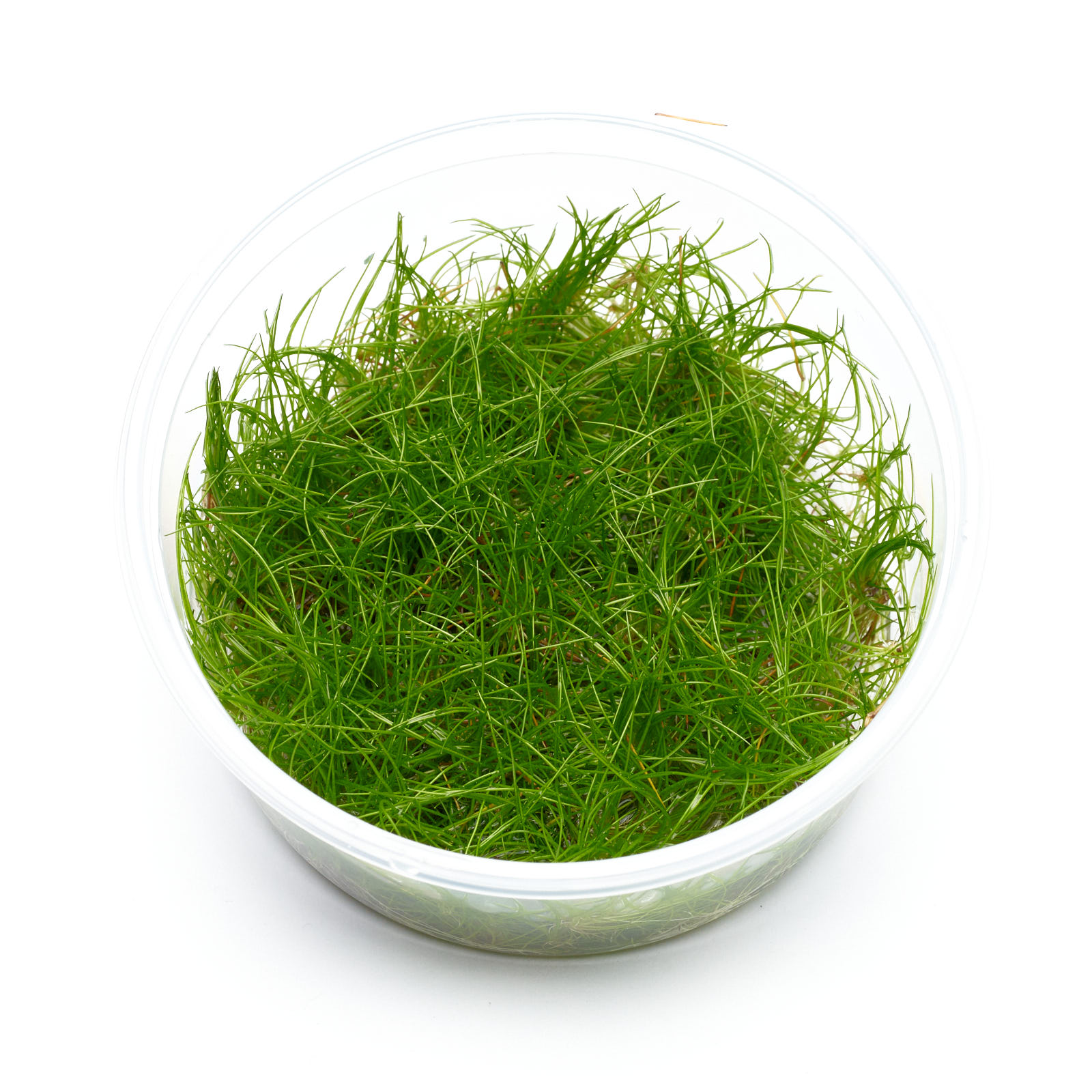 Eleocharis acicularis im In-vitro-Becher