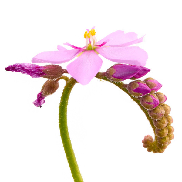 Drosera capensis | Kap Sonnentau (Fleischfressende Pflanze) - in vitro - Ø 5,5cm