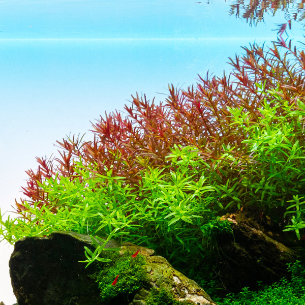 Rotala-H-Ra-Rotala-GilaLai-rote-Wasserpflanze-im-Aquascape8ly7l5pyNkreN