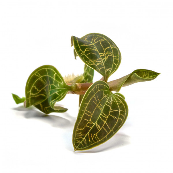 Macodes Petola | Juwelorchidee 2 - 4 Pflanzen - In Vitro