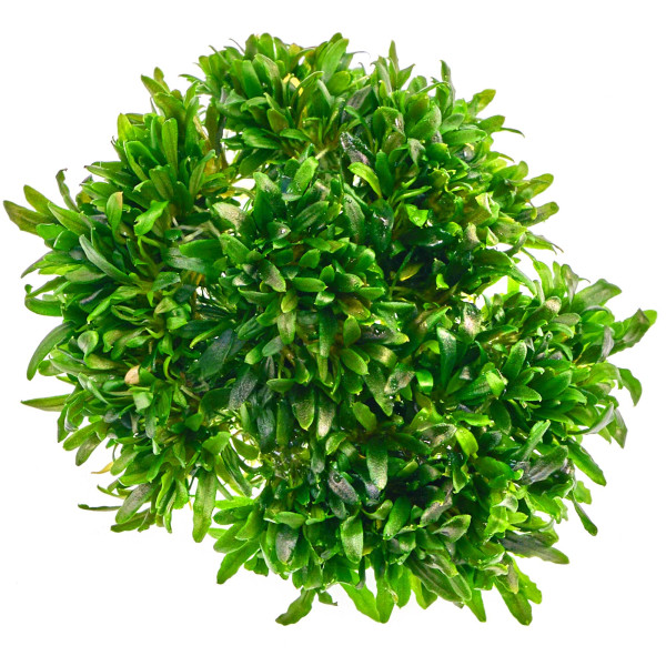 Bucephalandra sp. "Mini Catherinae" - in vitro XL - Ø 8,5cm
