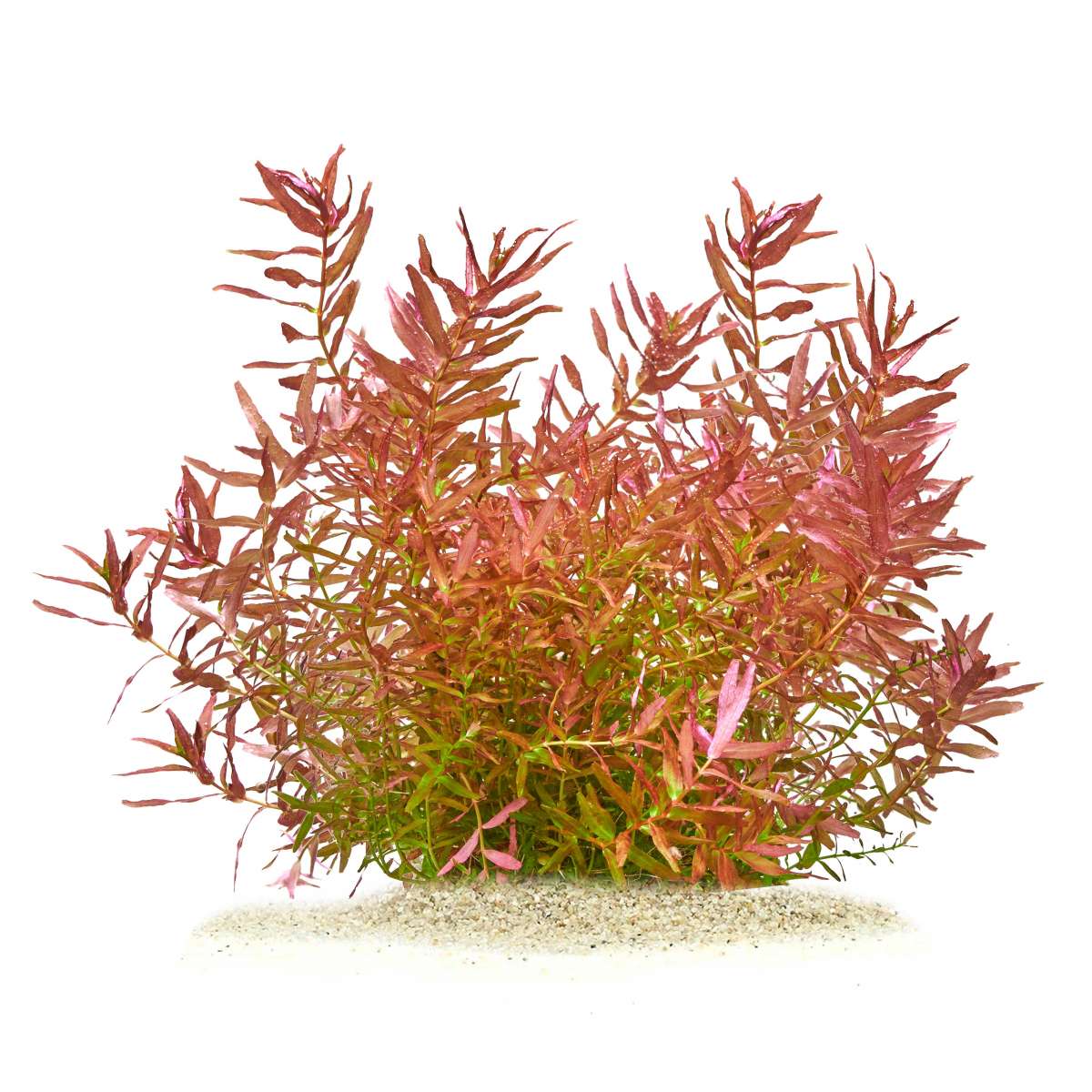 Rotala macrandra "Mini"