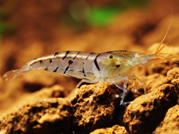 Tigergarnele OE | Orange Eye