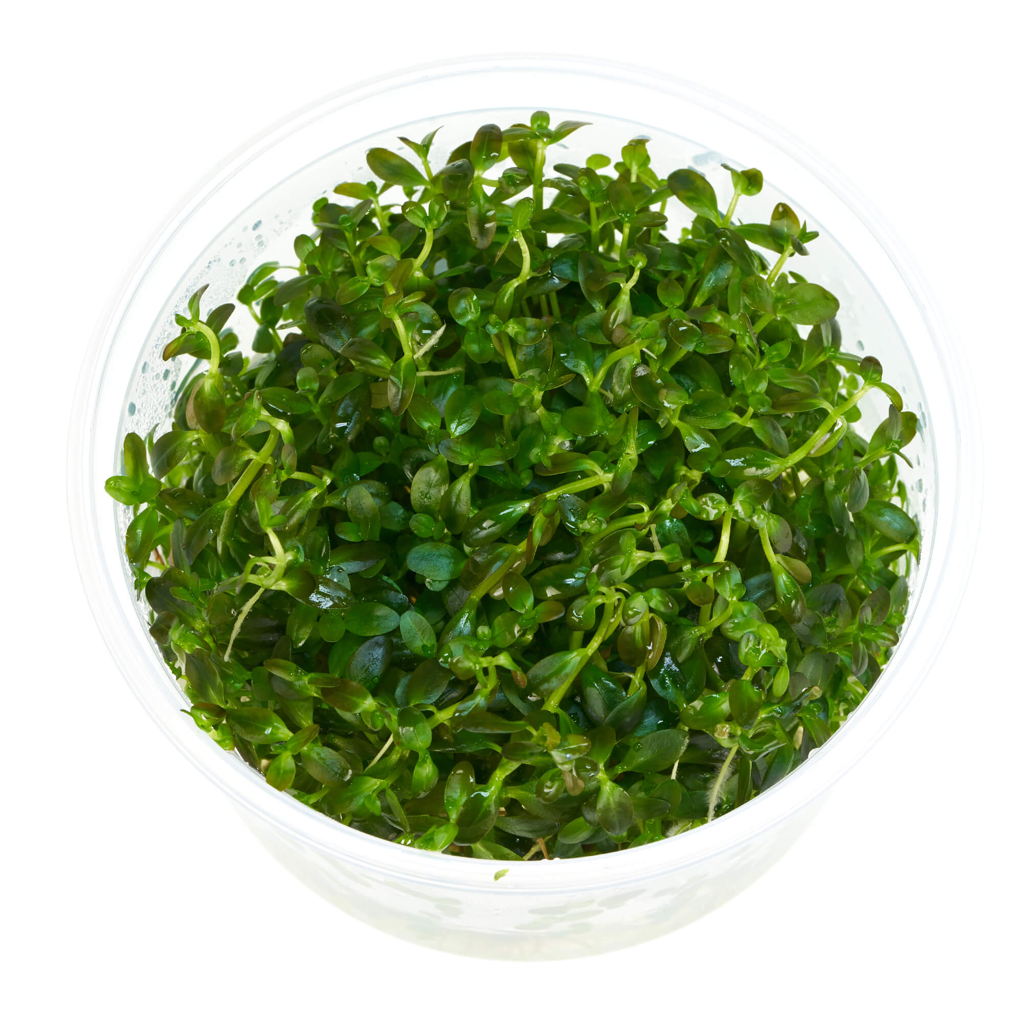 Rotala ramosior Florida in vitro