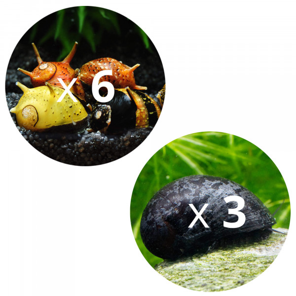Kieselalgen Fresser Napfschnecke und Geweihschnecke