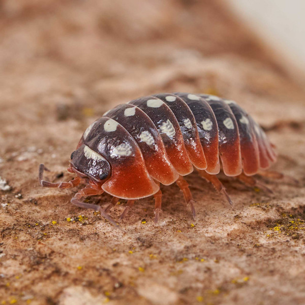 Armadillidium klugii " Montenegro" Assel | DNZ