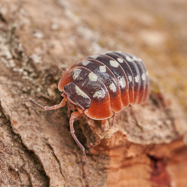 Armadillidium klugii " Montenegro" Assel | DNZ