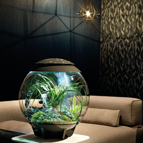 Oase biOrb AIR 60 | Automatisches Pflanzenterrarium