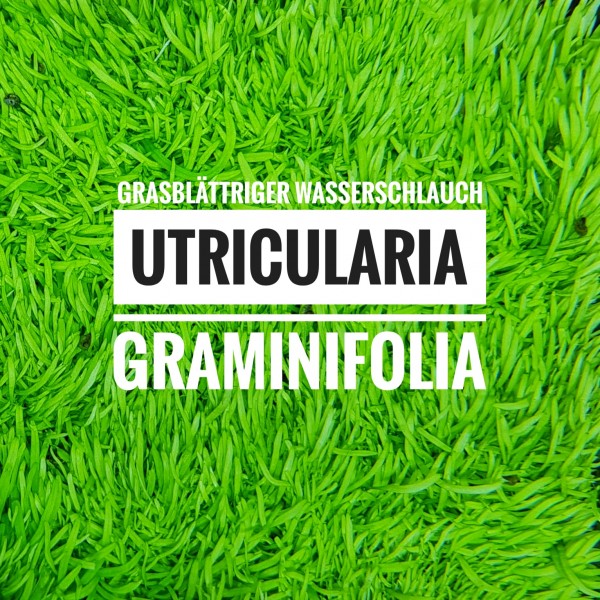 utricularia_featured