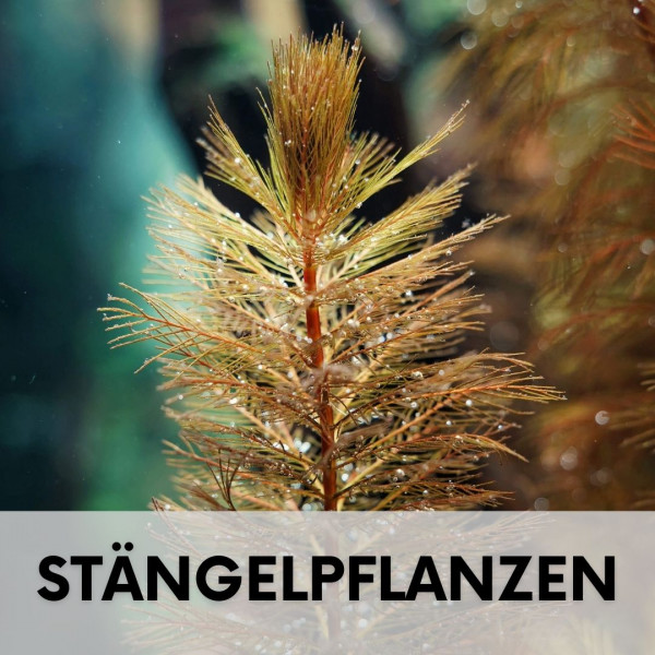 aquarium-Staengelpflanzen-blog