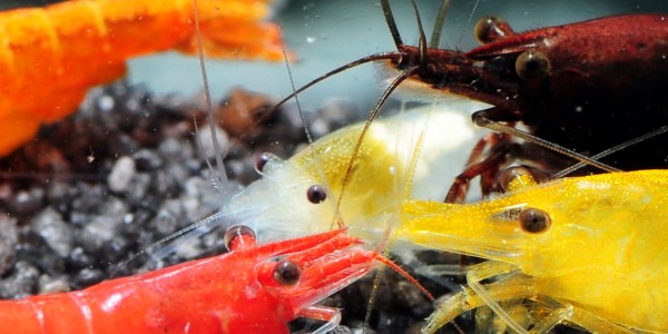 Neocaridina_Hauptartikel_Vorschau