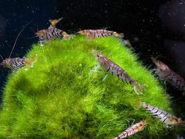 Super Tigergarnele, Caridina mariae - Tigergarnele