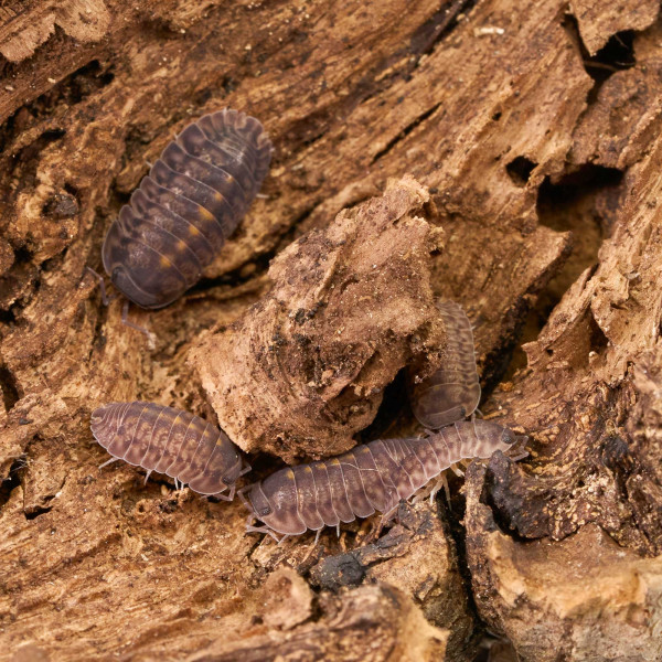 Cubaris sp. "Platin Tung Song" | DNZ