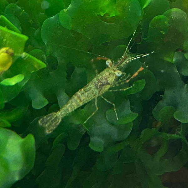 Ringelhandgarnele | Macrobrachium assamense - DNZ