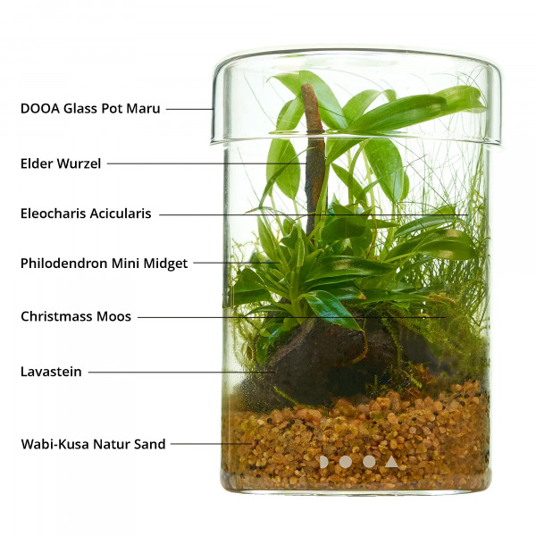 Flaschengarten Wabi-Kusa Set mit Philodendron