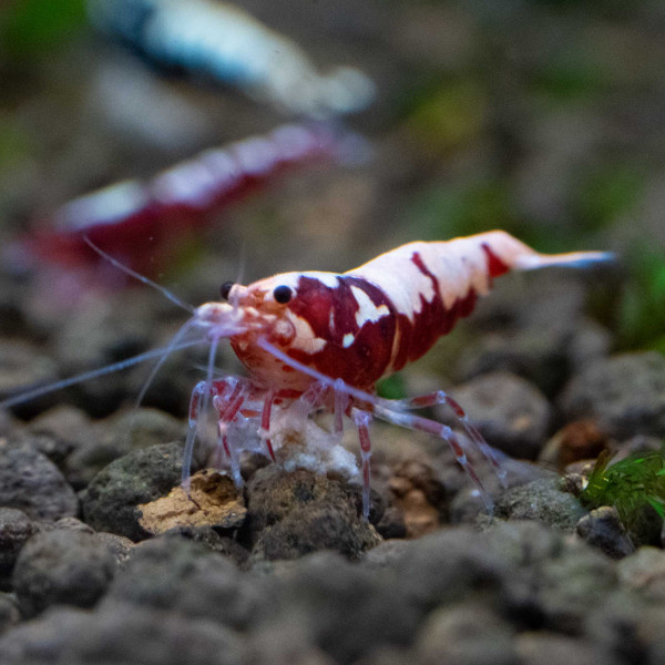 Rote Galaxy Fishbone Garnelen - Caridina Garnele