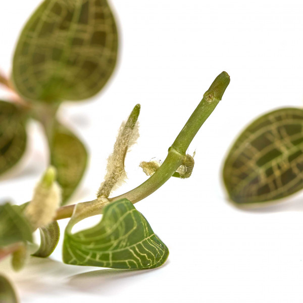 Wurzeln der Juwelorchidee Macodes petola