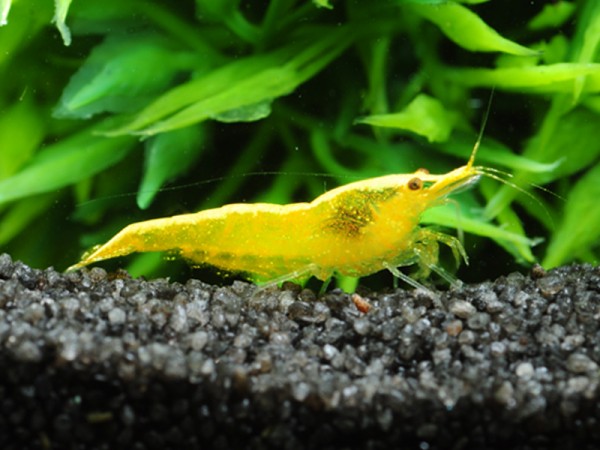 Gelbe-aus-Taiwan