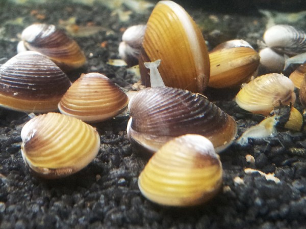 Körbchenmuschel bicolor, Corbicula sp.