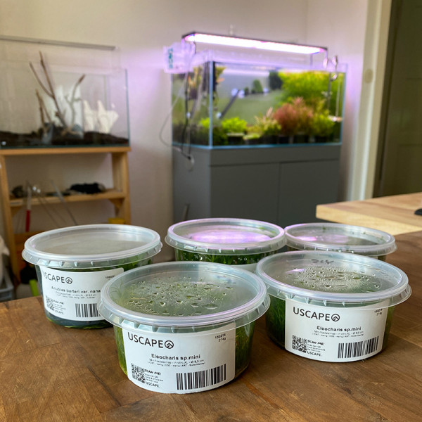 in-vitro-pflanzen-aufbewahren-raumtemperatur
