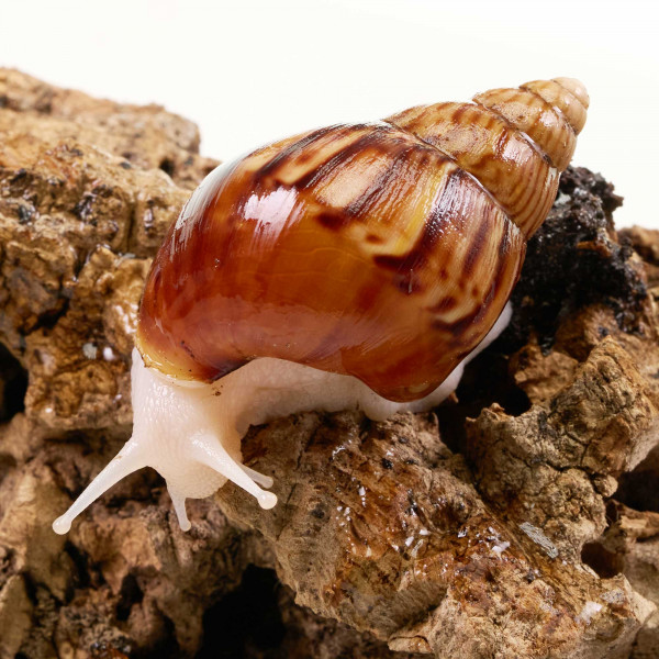 Achatnia Reticulata "White Jade " | Weiße Achatschnecke - DNZ