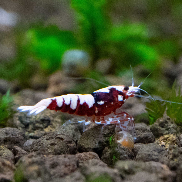 Rote Galaxy Fishbone Garnelen - Caridina Garnele