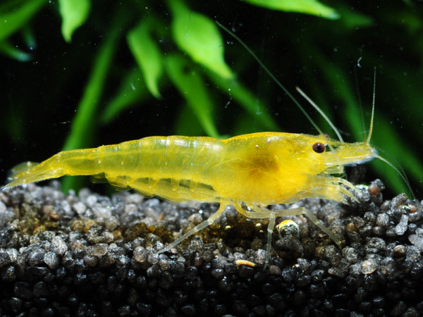Anfänger Garnelen Set | Neocaridina Mix für Einsteiger
