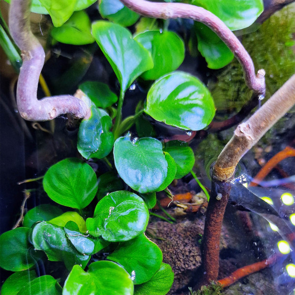 Anubias Coin Leaf Münz Anubias Aufsitzerpflanze