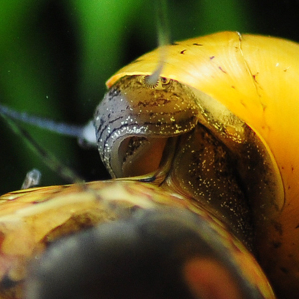Mundwerkzeug einer Geweihschnecke