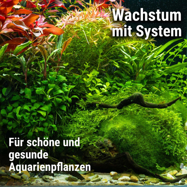 Dennerle | Plant System Set