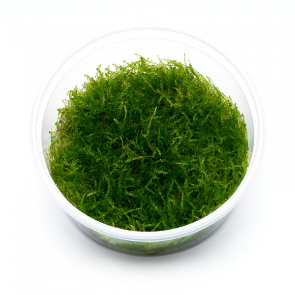 taxiphyllum-barbieri-invitro-8-5cm6778-1