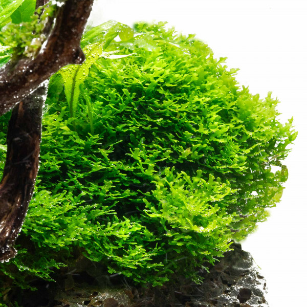 Riccardia chamedryfolia im Becher - Korallenmoos | B-Ware