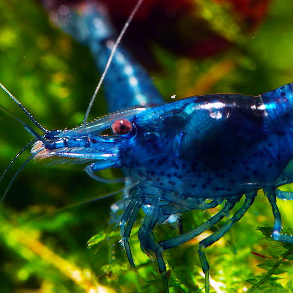 BESTSELLER Neocaridina Garnelen Paket | 8 x Shrimp Lollies geschenkt