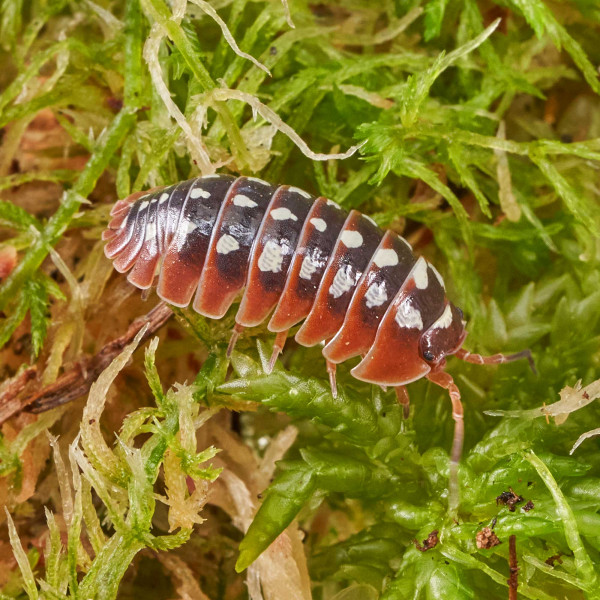 Armadillidium klugii " Montenegro" Assel | DNZ