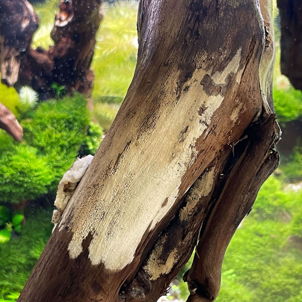 "Schimmel" / Abwasserpilz auf Aquarienwurzel