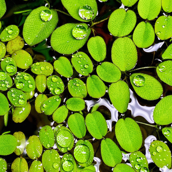 Salvinia