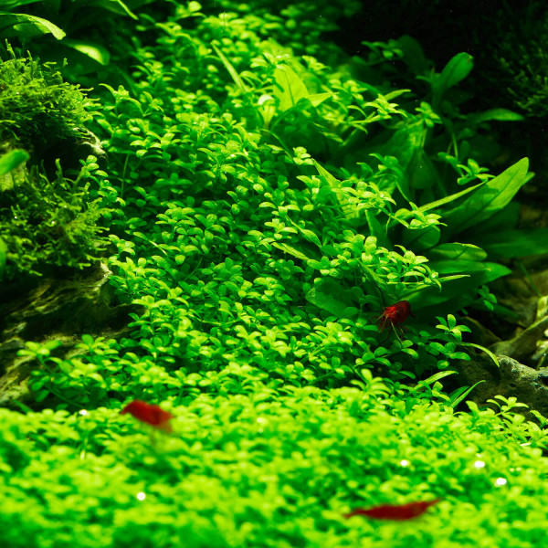 3x Hemianthus callitrichoides "Cuba" - Kuba Perlkraut - in vitro