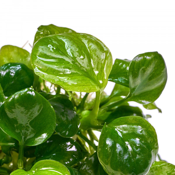 Anubias var. Nana "Gold Coin" | Anubias "Gold Münze" Detail