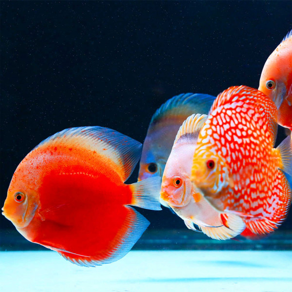 Twinstar G-Line | Aquarium LED mit T5/T8 Adapter