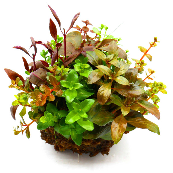 OPAquatics WabiKusa Dirt Ball Ver. 2 Beispiel