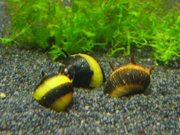 Geweihschnecke-gold-schwarz