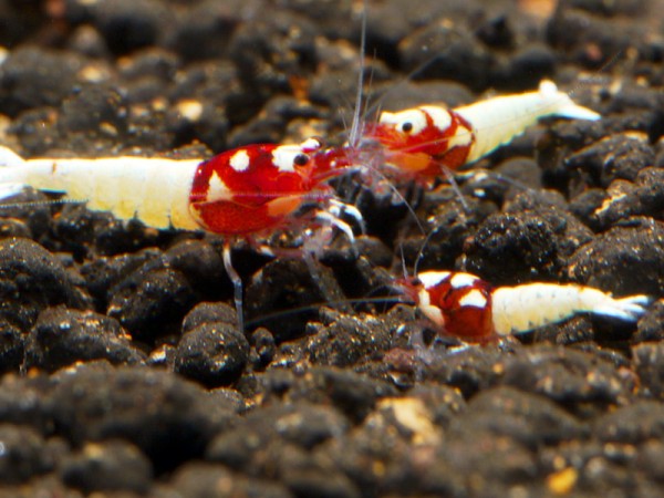 Rote Pinto Bee high class 4-5 spots