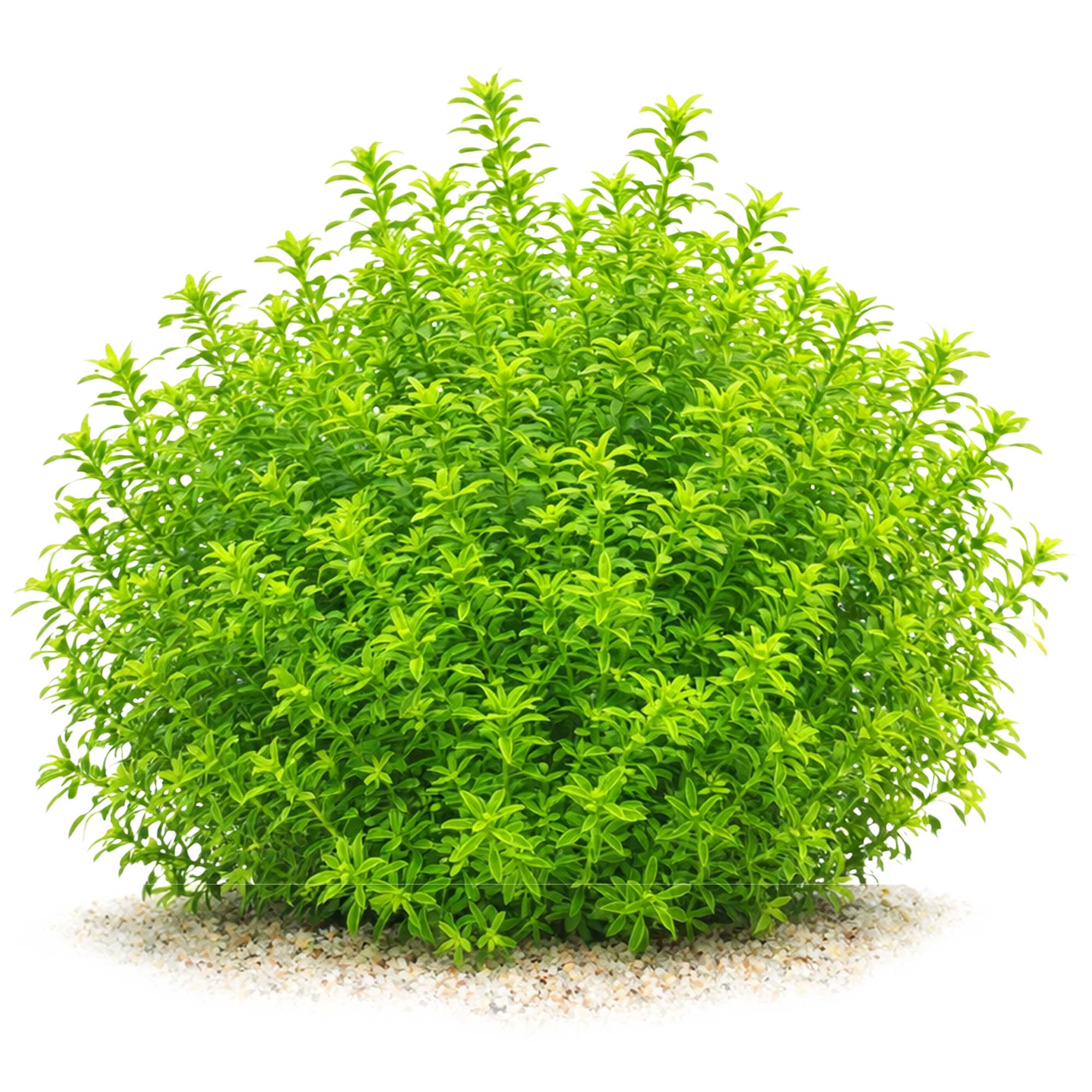 Ausgewachsenes Hemianthus glomeratus auf Sand vor weißem Hintergrund