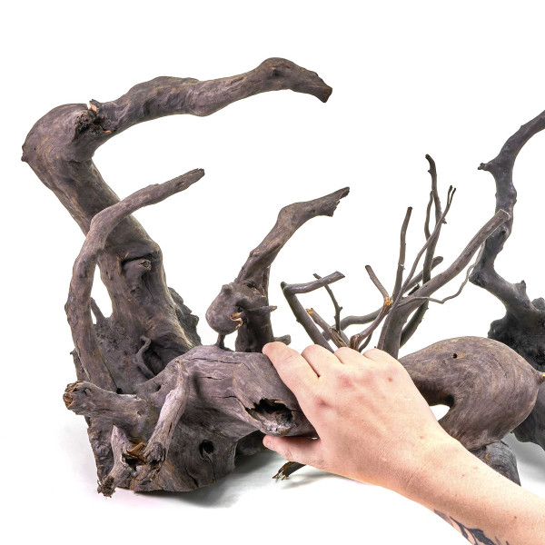 Schwarze Moorwurzel Fingerwurzel | Set L