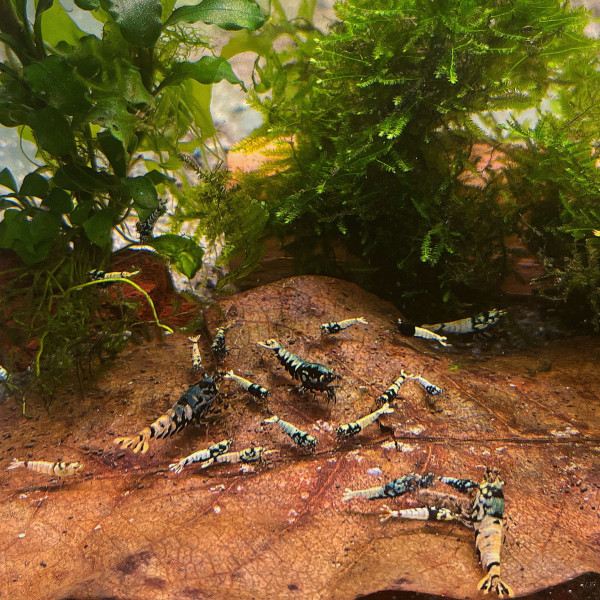 Galaxy Boa Pinto Garnelen Mix schwarz 10er Gruppe