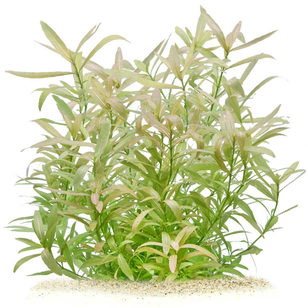 Hygrophila polysperma | Indischer Wasserfreund