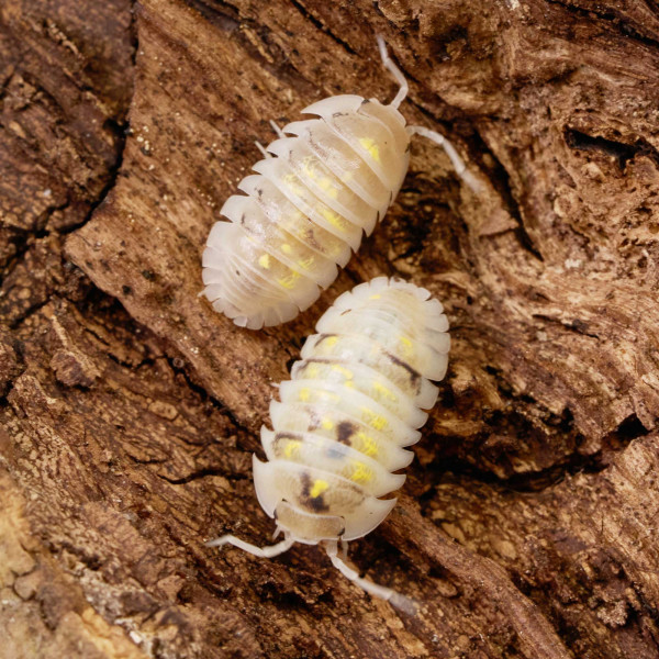 Armadillidium depressum "Magic Potion" | DNZ
