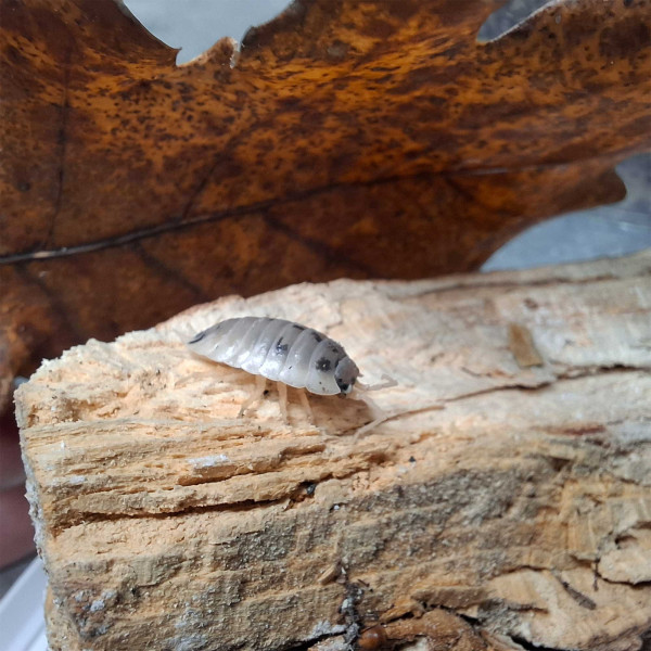 Porcellio laevis “Panda” - DNZ